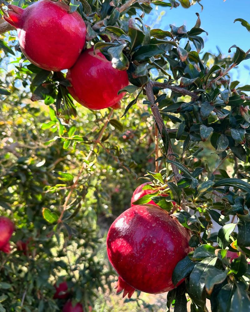 Pomegranates