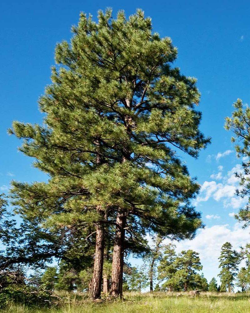 Ponderosa Pine