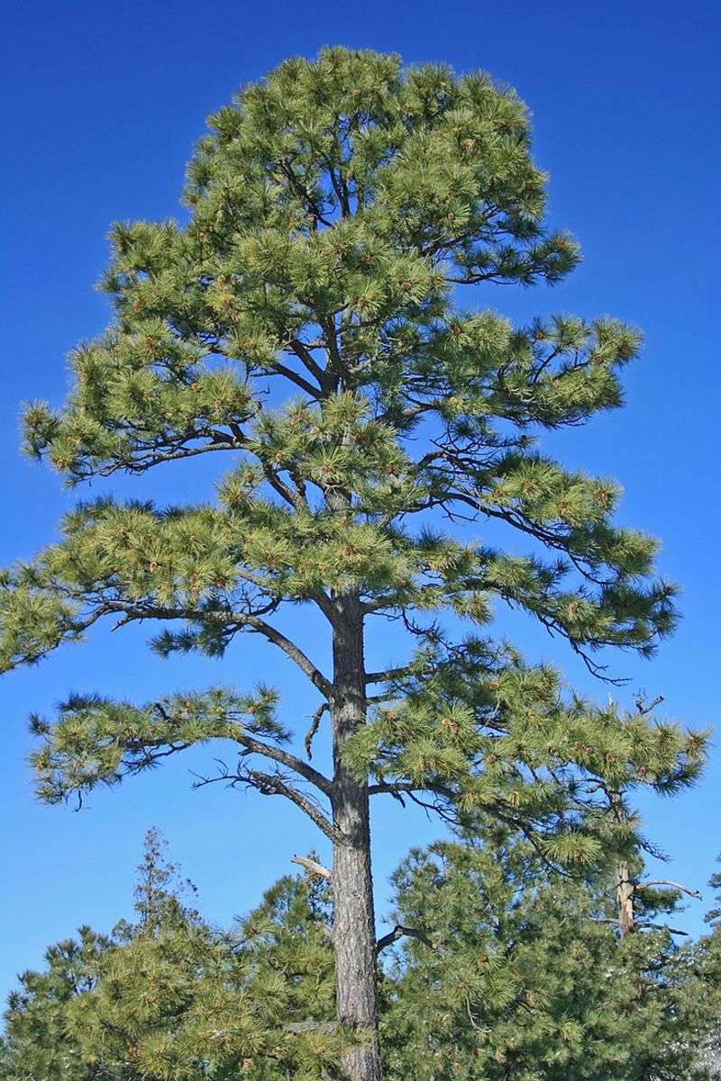 Ponderosa Pine