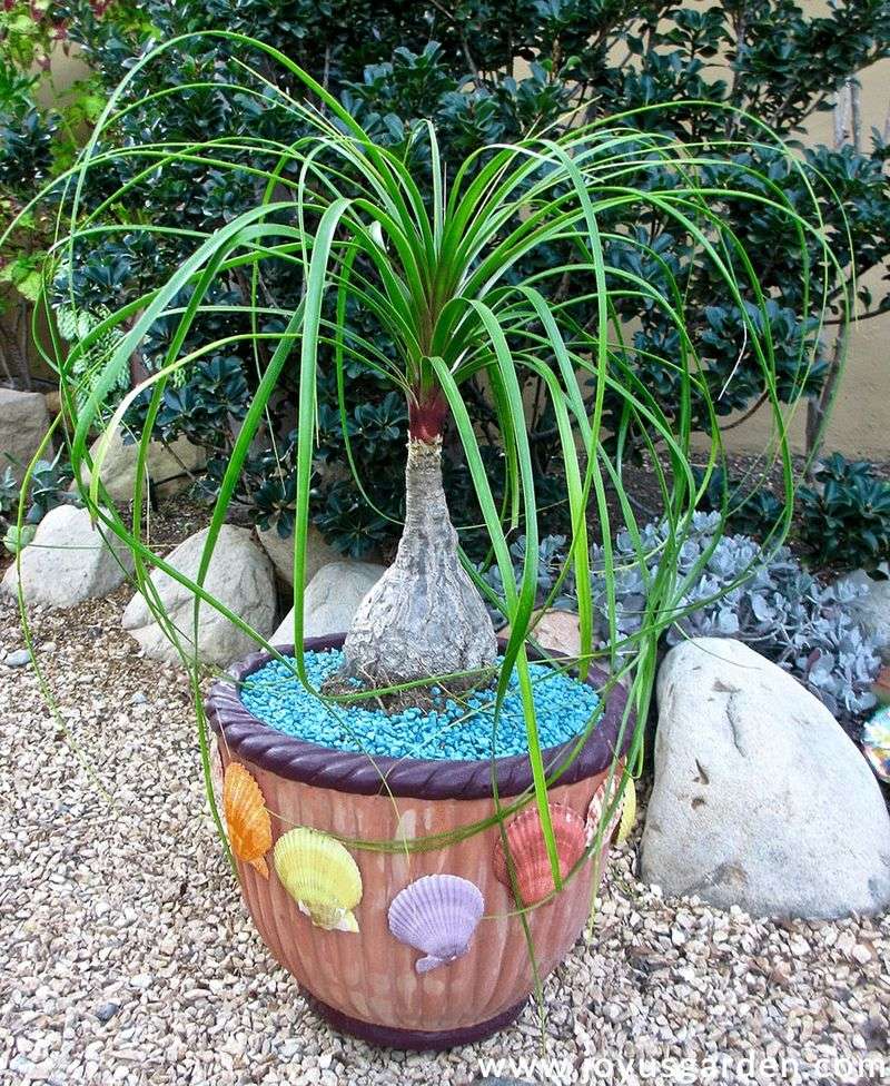 Ponytail Palm