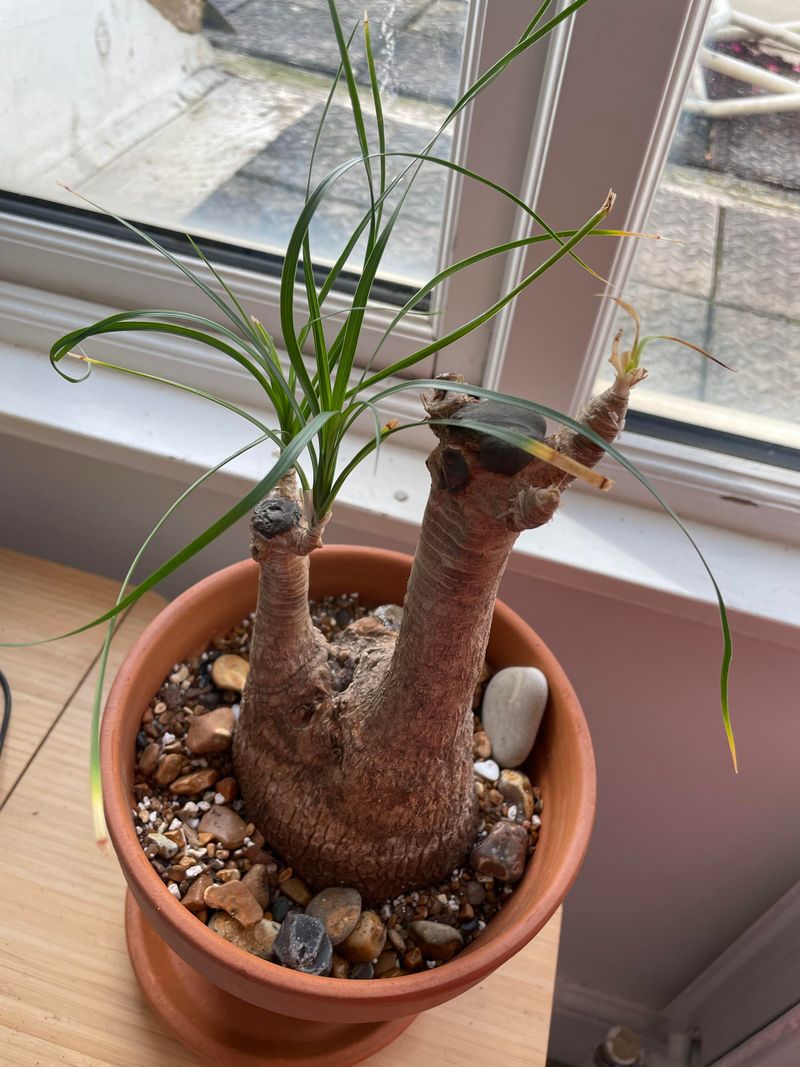 Ponytail Palm