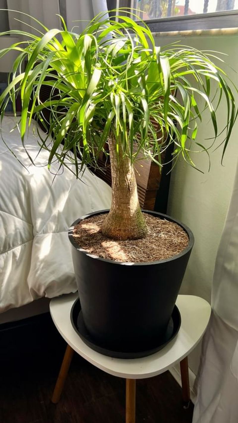 Ponytail Palm