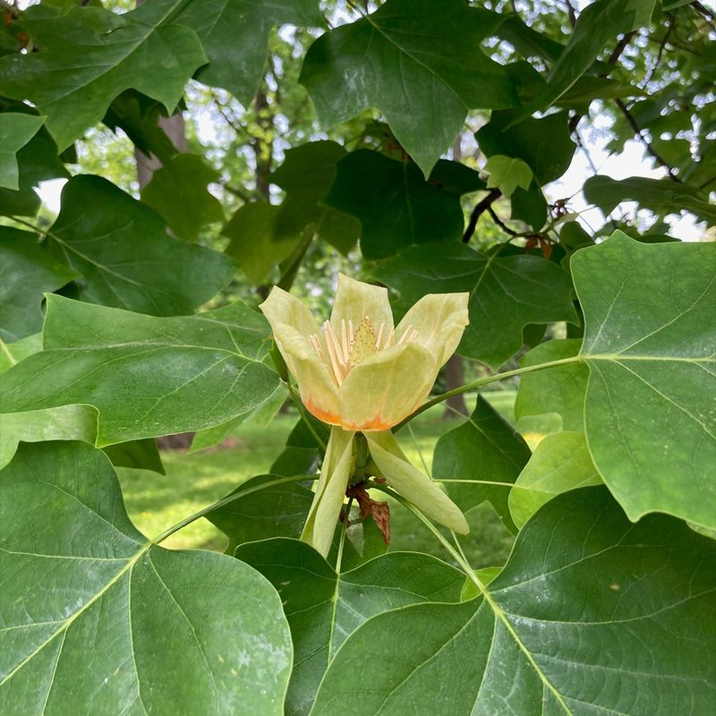 Poplar Tree