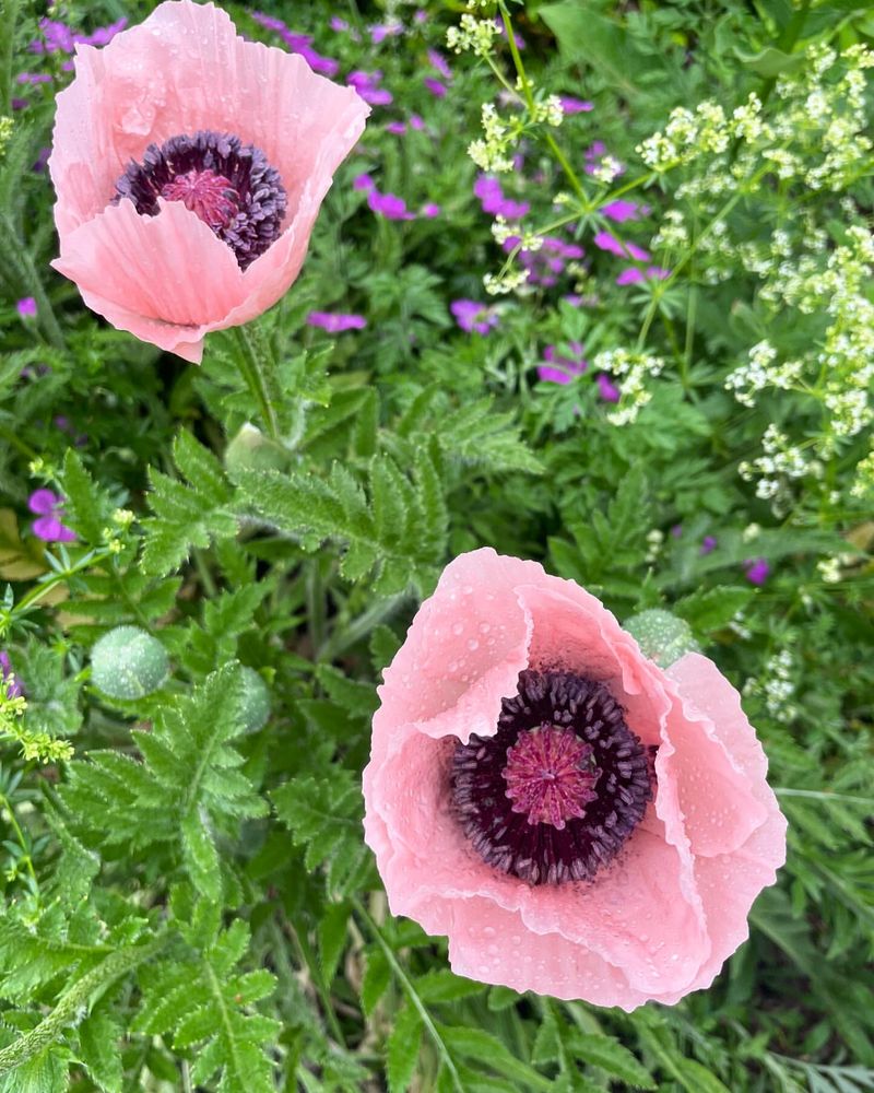 Poppies