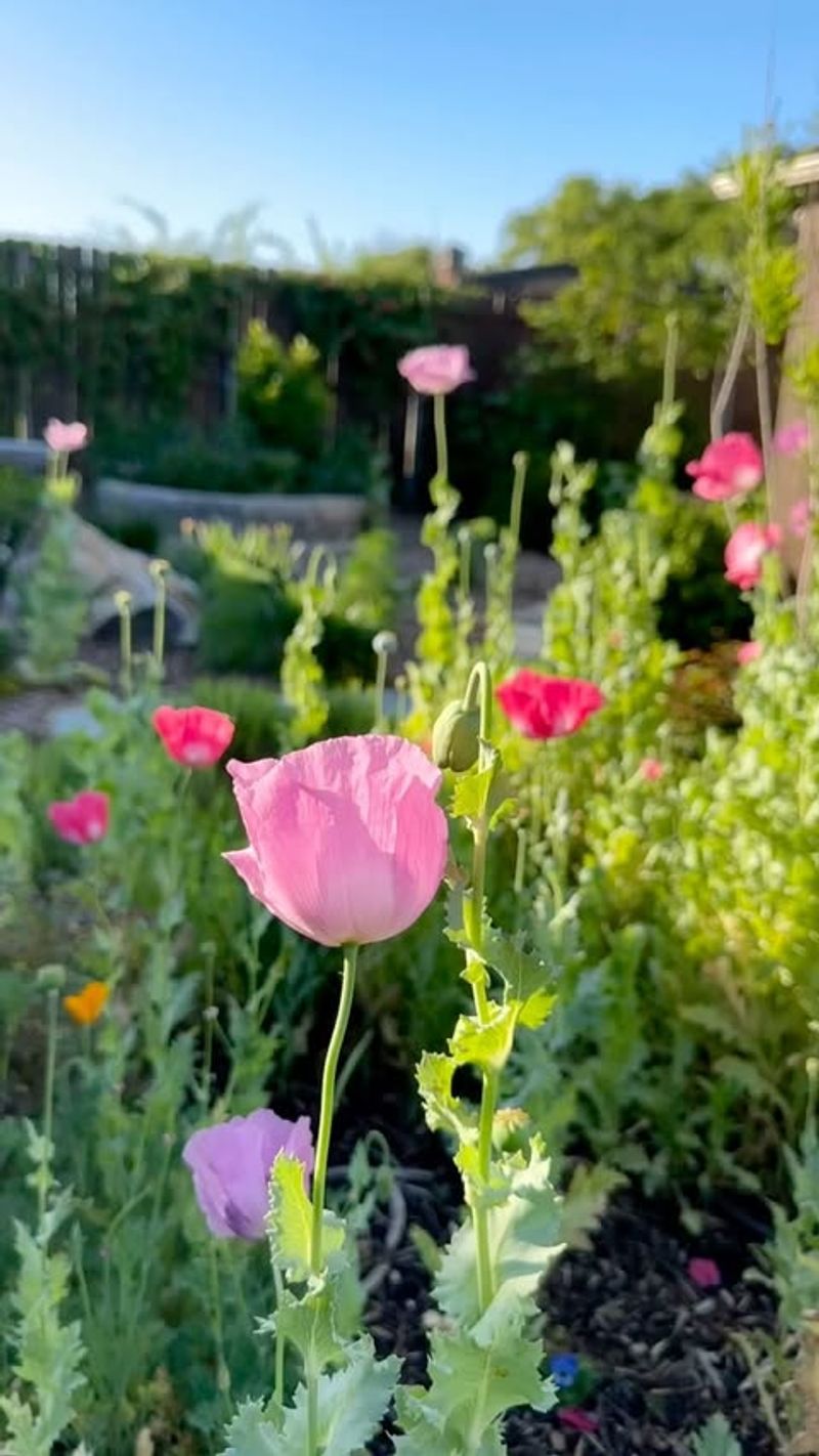 Poppies