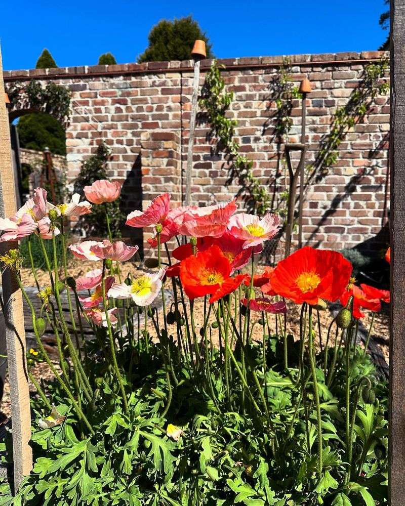 Poppies