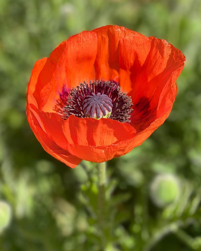 Poppy