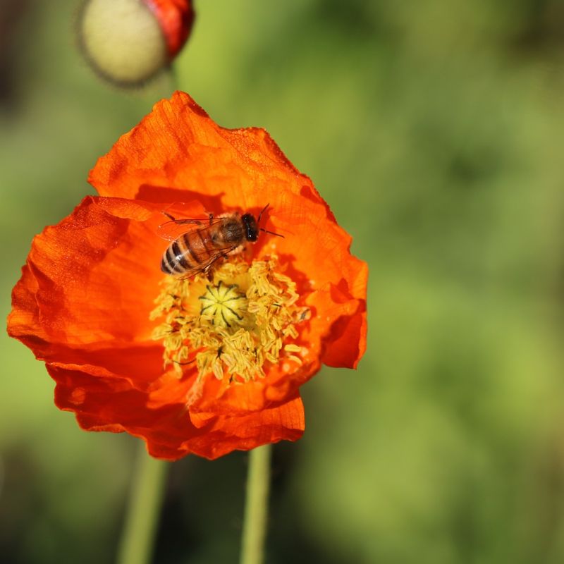 Poppy