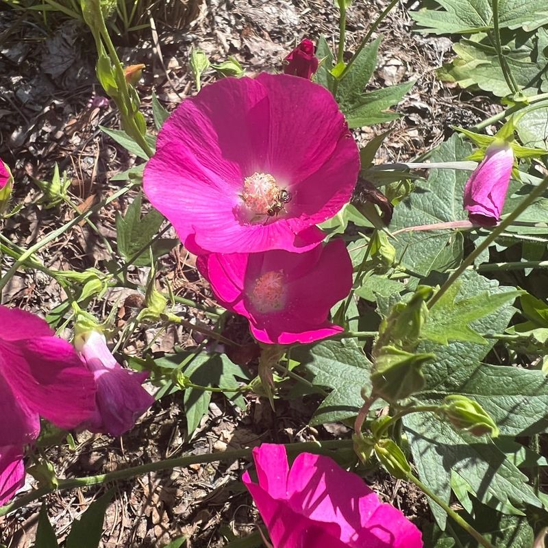 Poppy Mallow