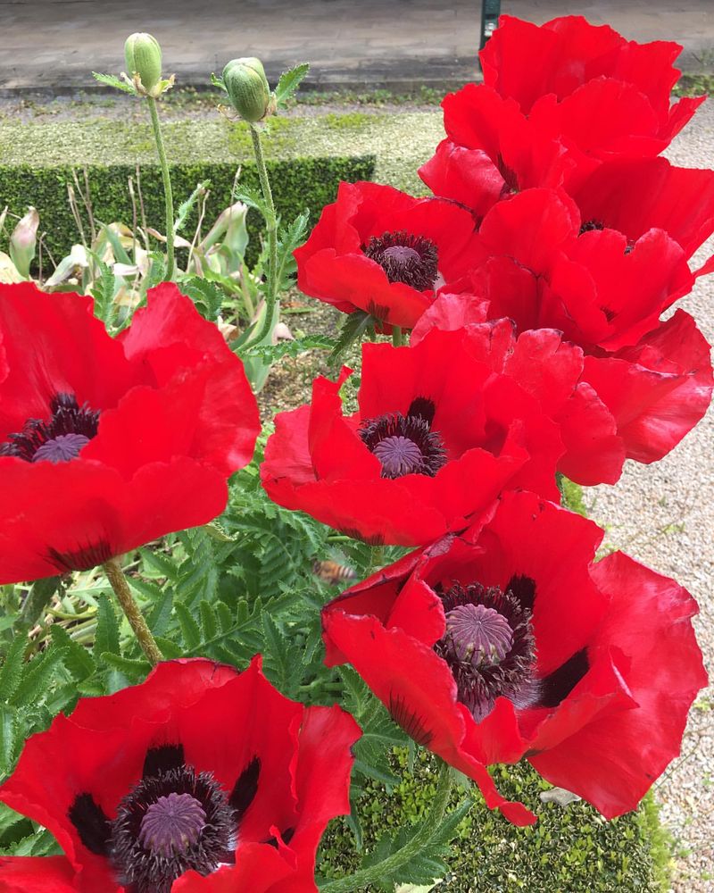 Poppy (Papaver)