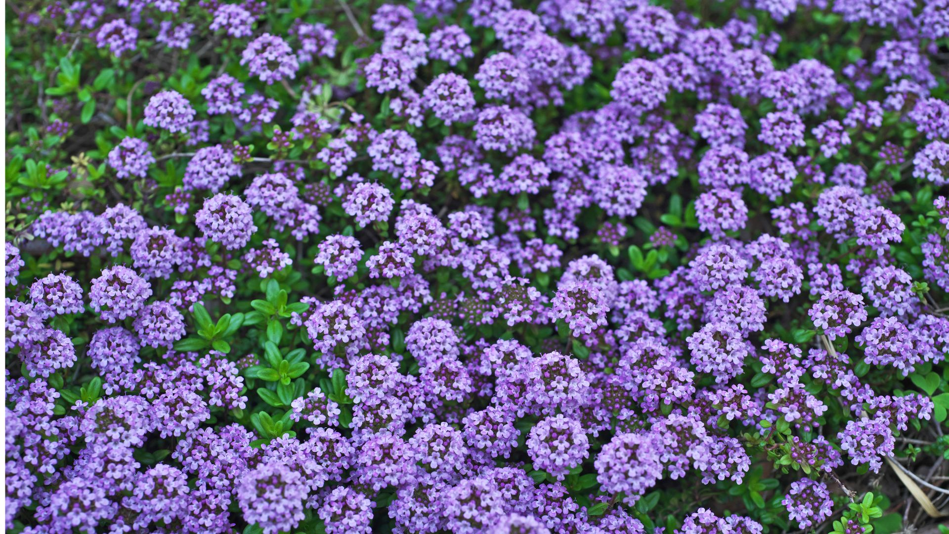 21 Popular Flowering Ground Covers That Hummingbirds And Butterflies Love