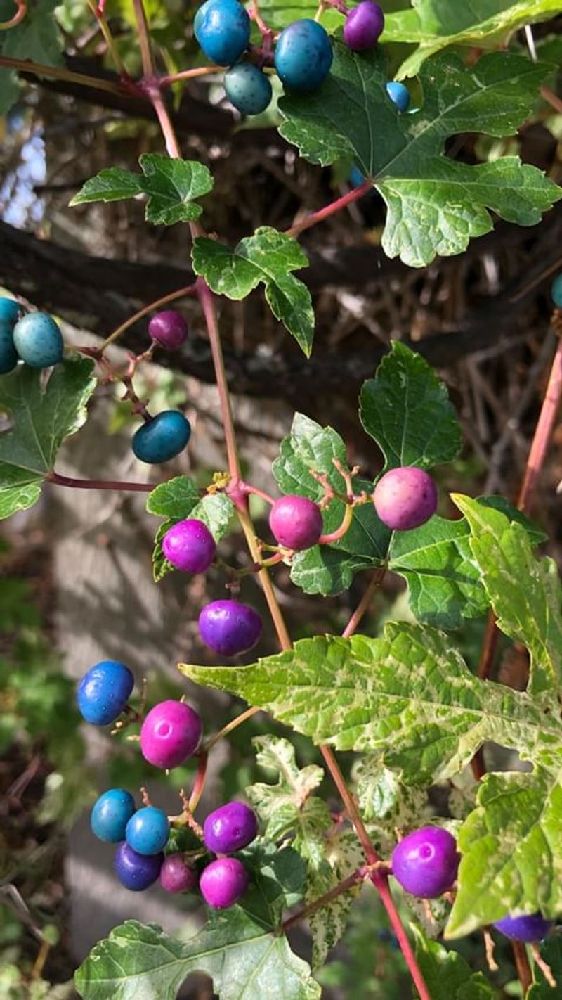 Porcelain Berry