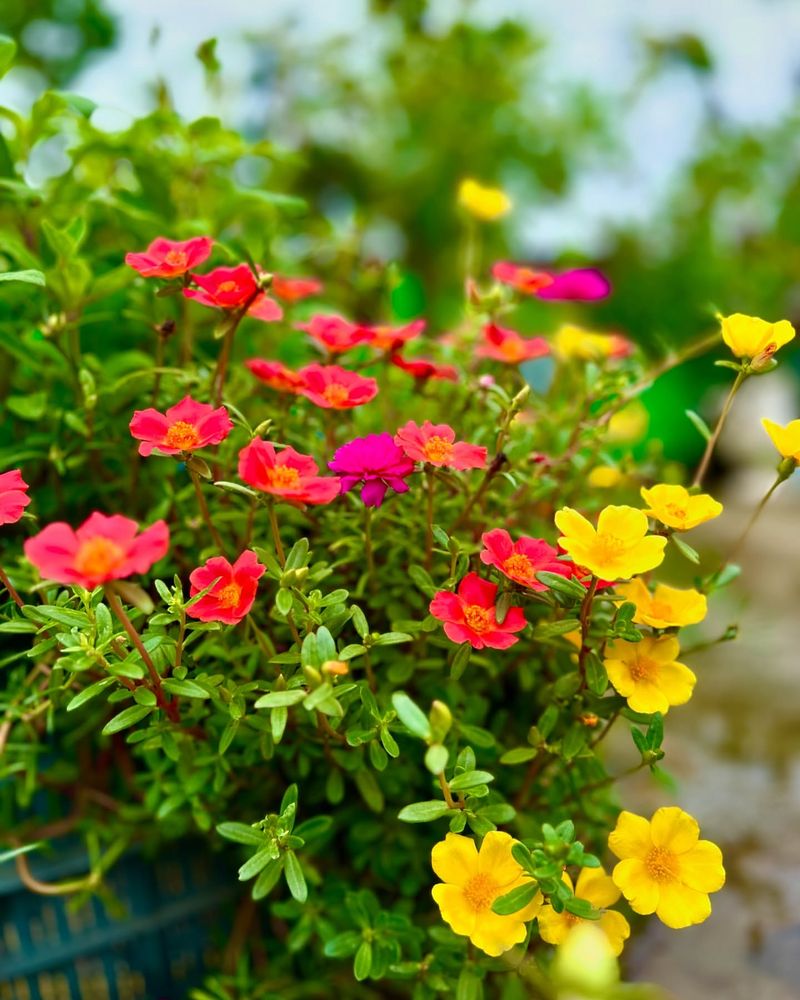 Portulaca