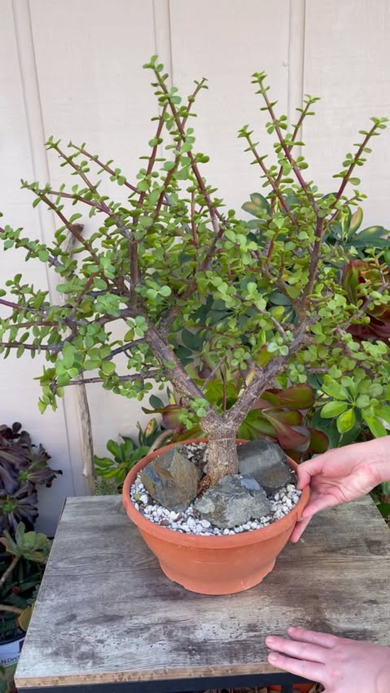 Portulacaria Afra