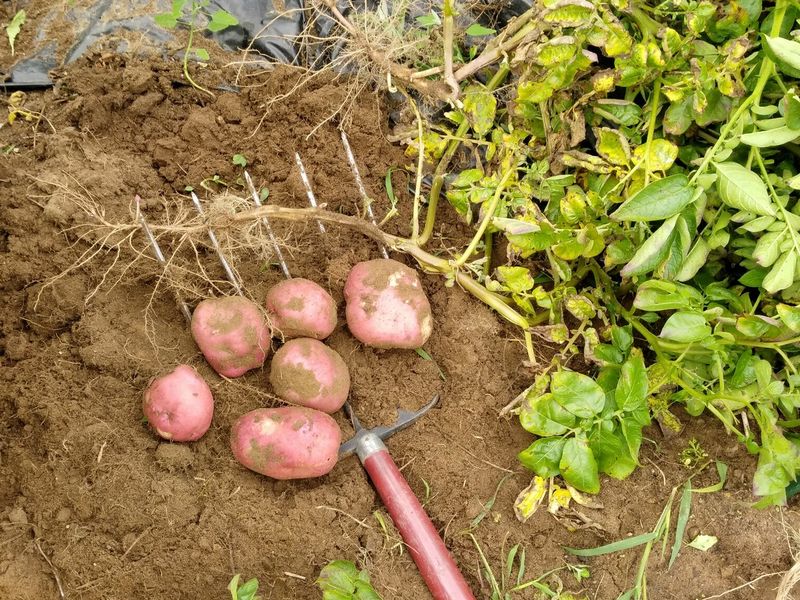 Potato Patch Squares