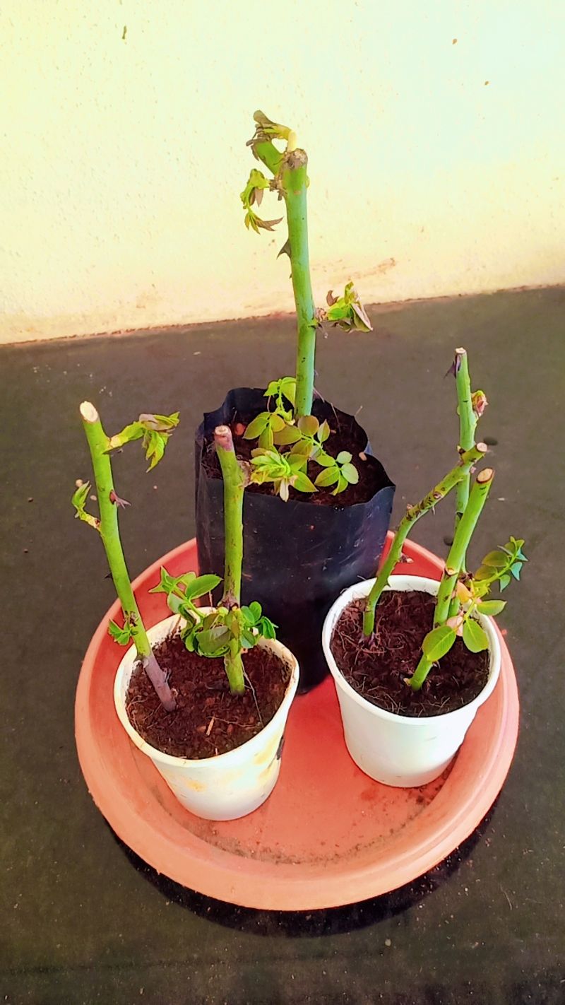 Potato Rose Propagation