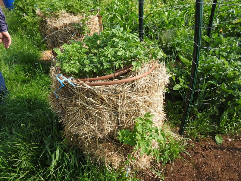 Potato Towers with Drip Irrigation