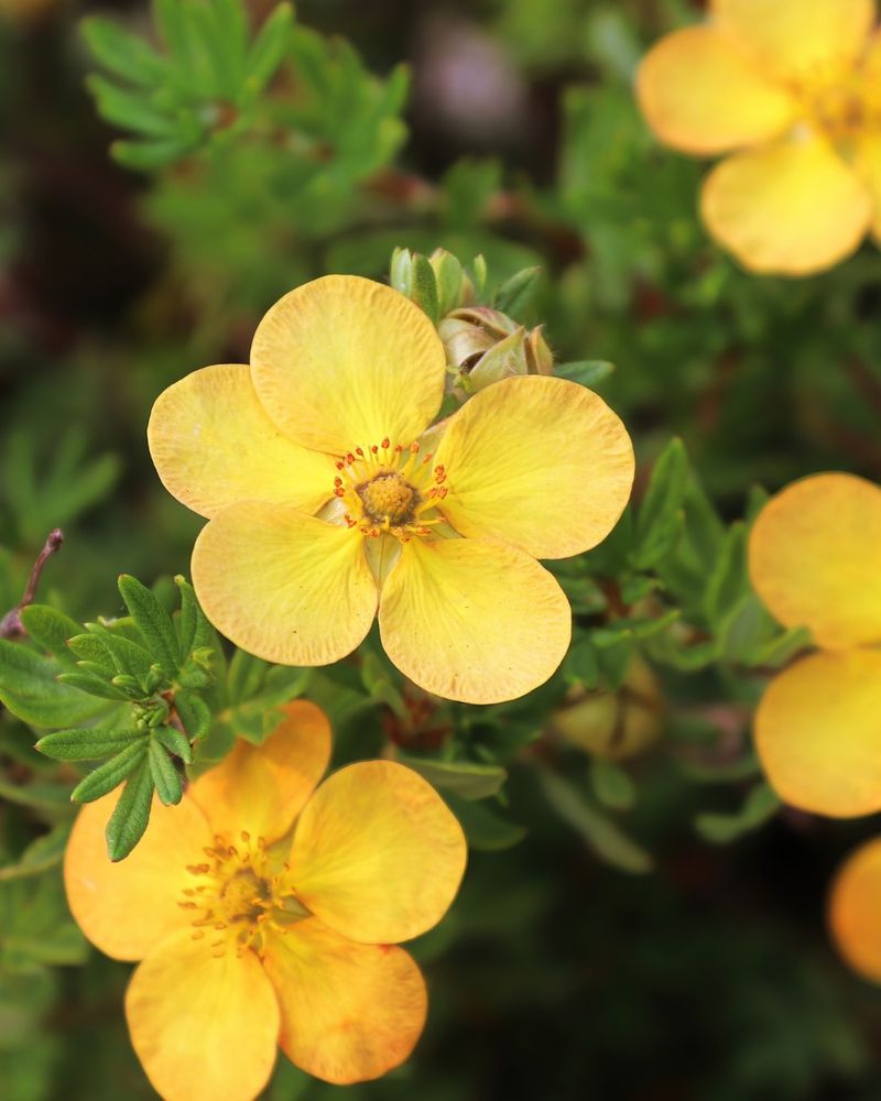 Potentilla