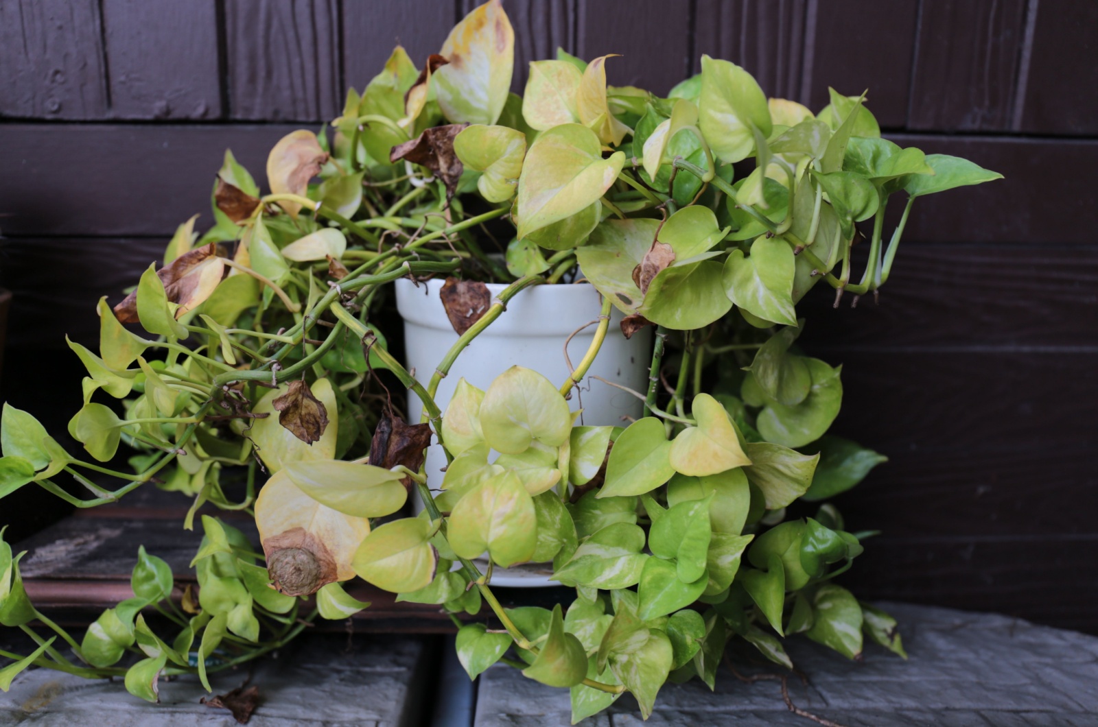 Pothos Brown Leaf Tips