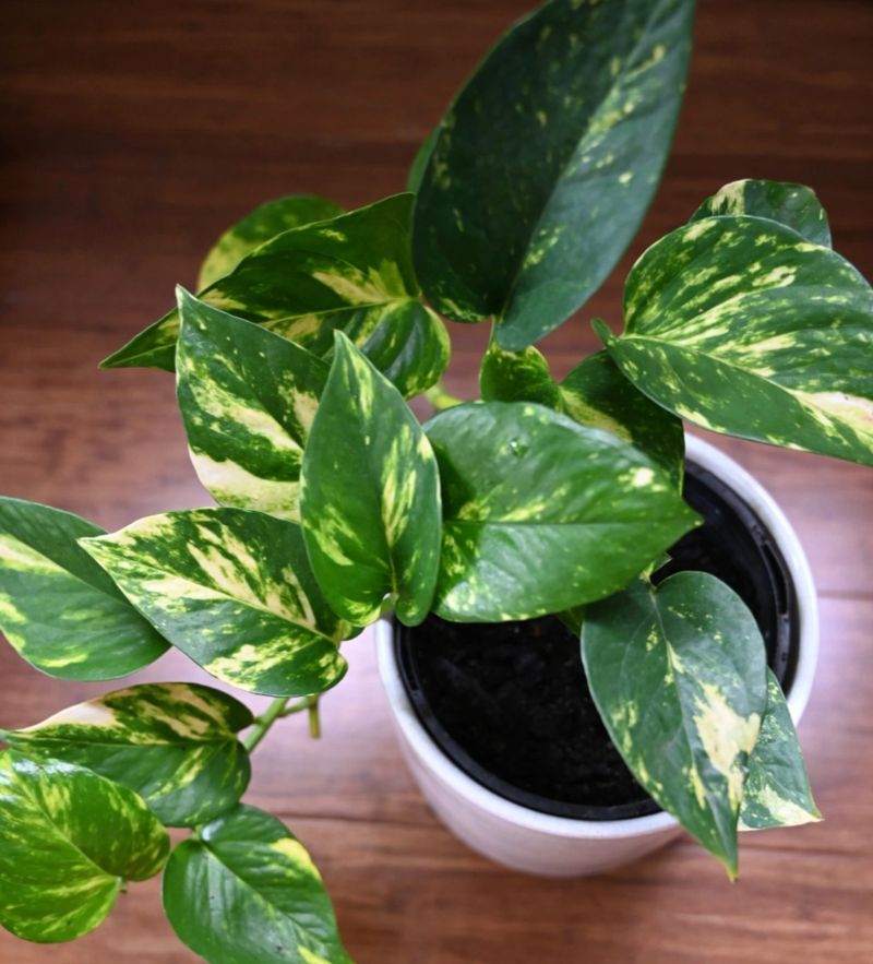 Pothos (Devil's Ivy)