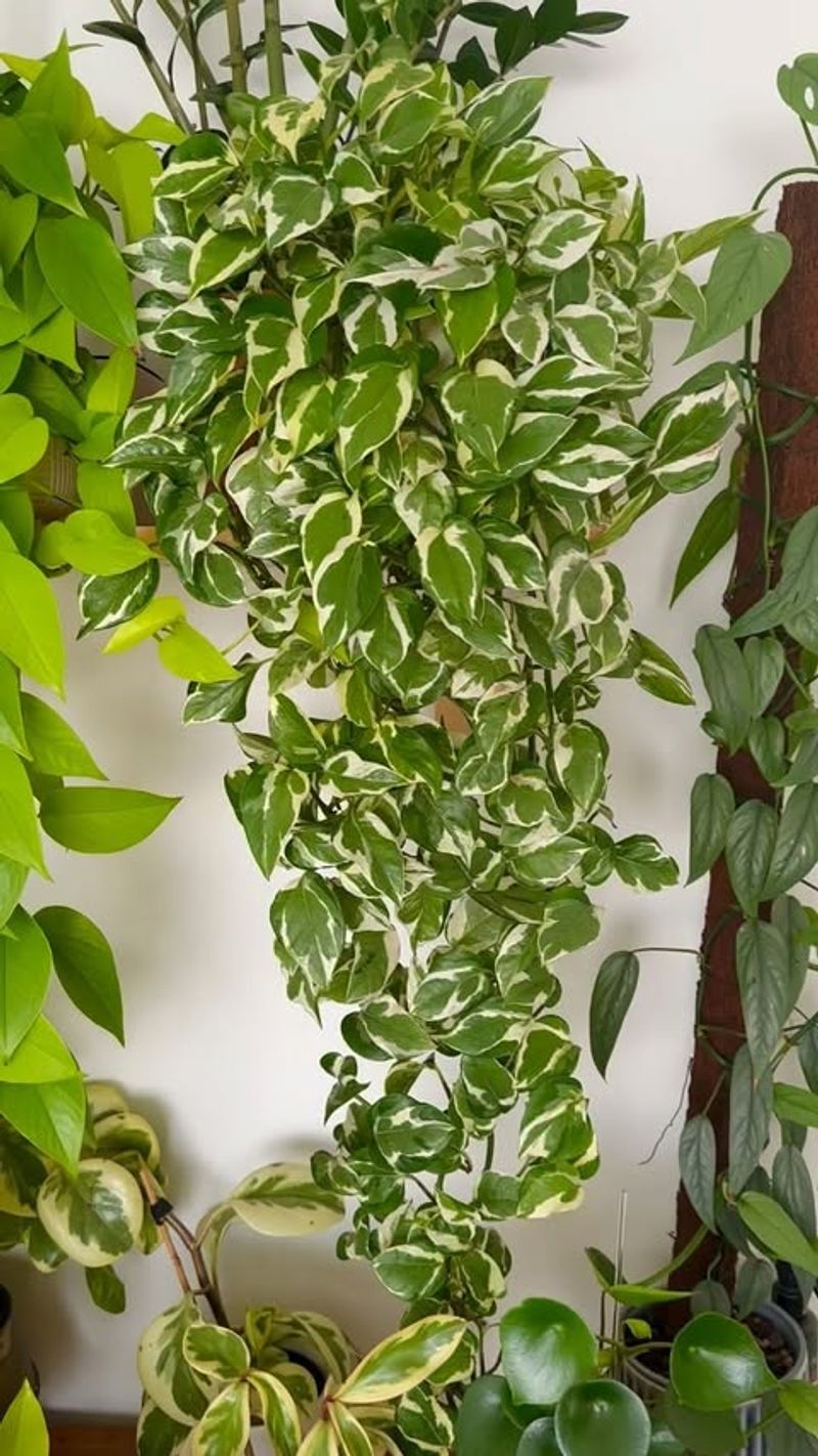 Pothos (Epipremnum aureum)