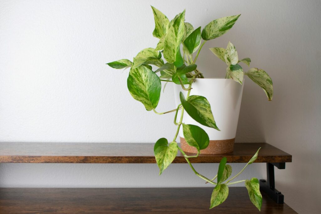 Pothos in a white pot on a coffee table