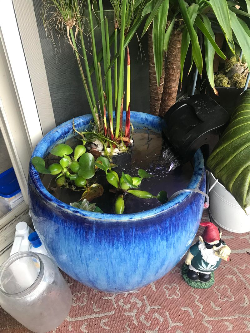 Potted Pond