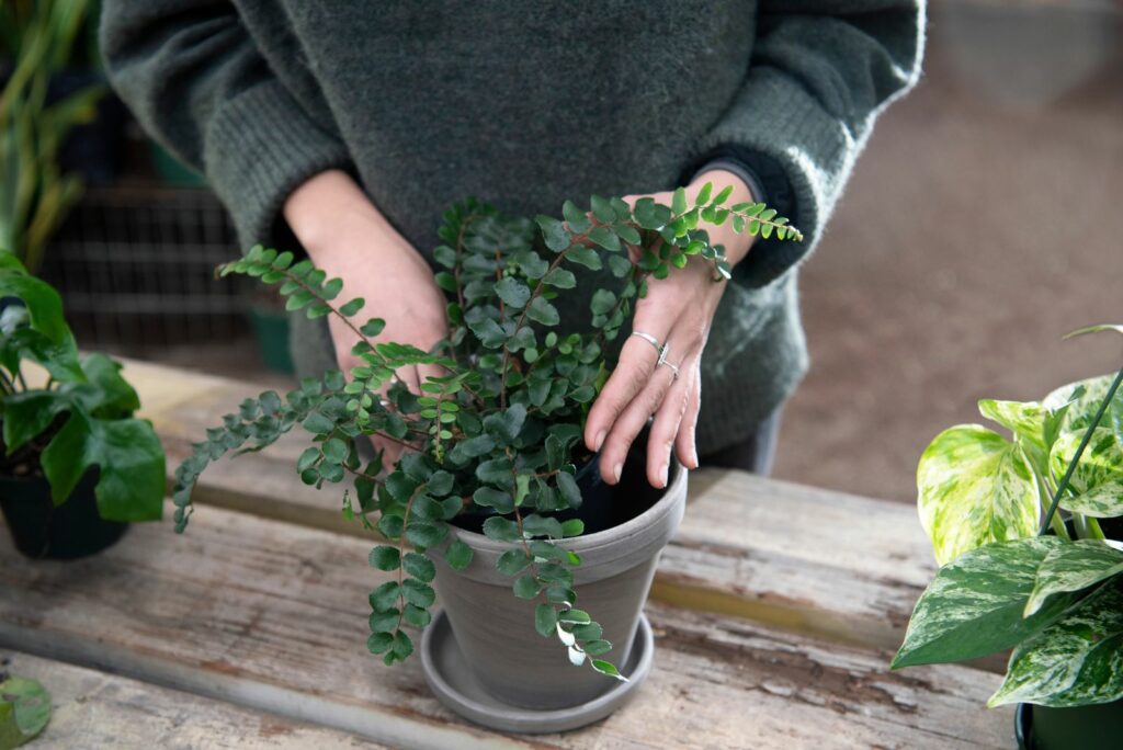 Potting a Maidenhair Fern into a neutral colored pot