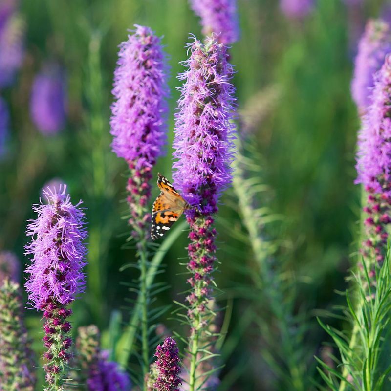 Prairie Blazing Star