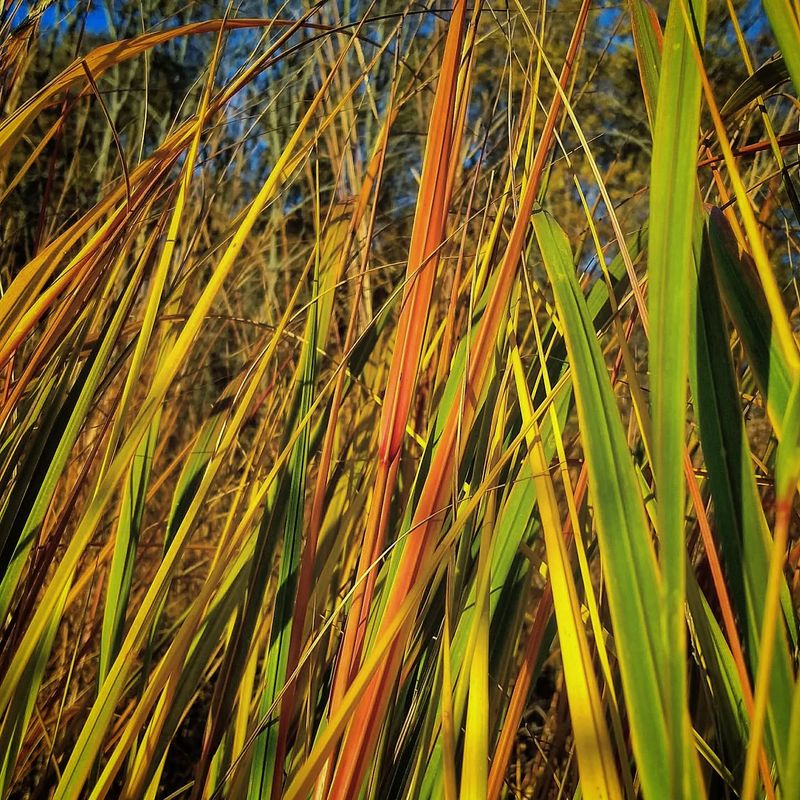 Prairie Cordgrass