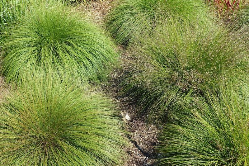 Prairie Dropseed