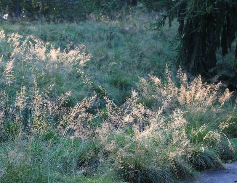 Prairie Dropseed