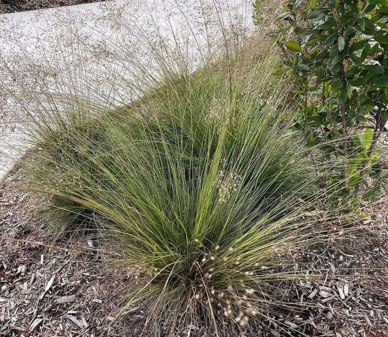 Prairie Dropseed