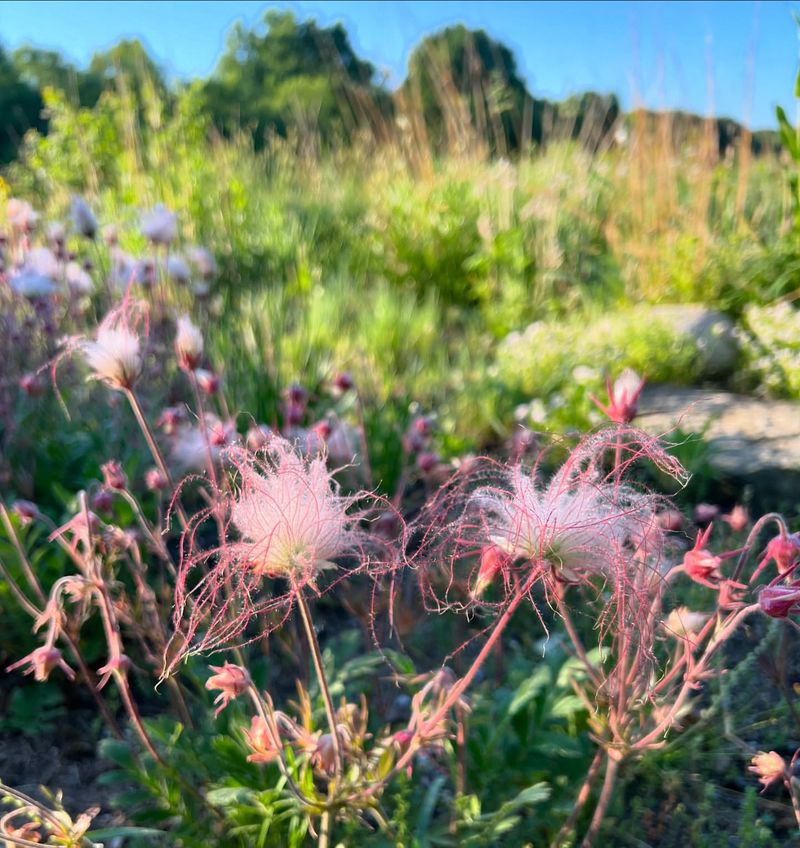 Prairie Smoke