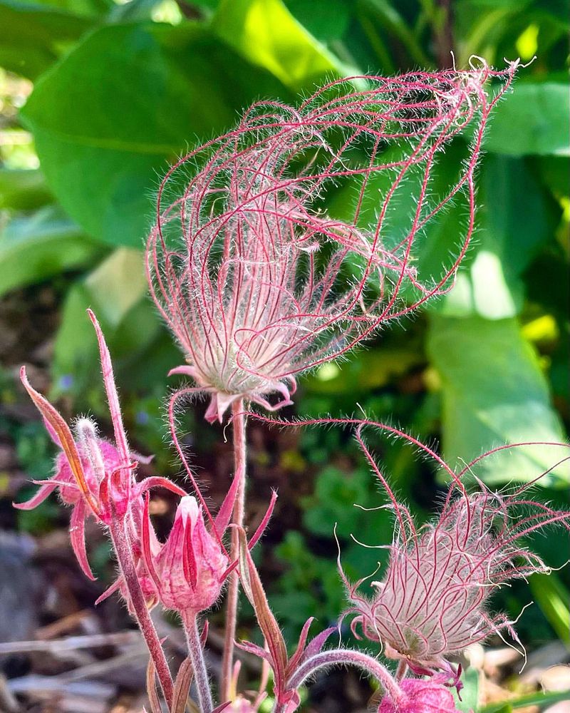 Prairie Smoke