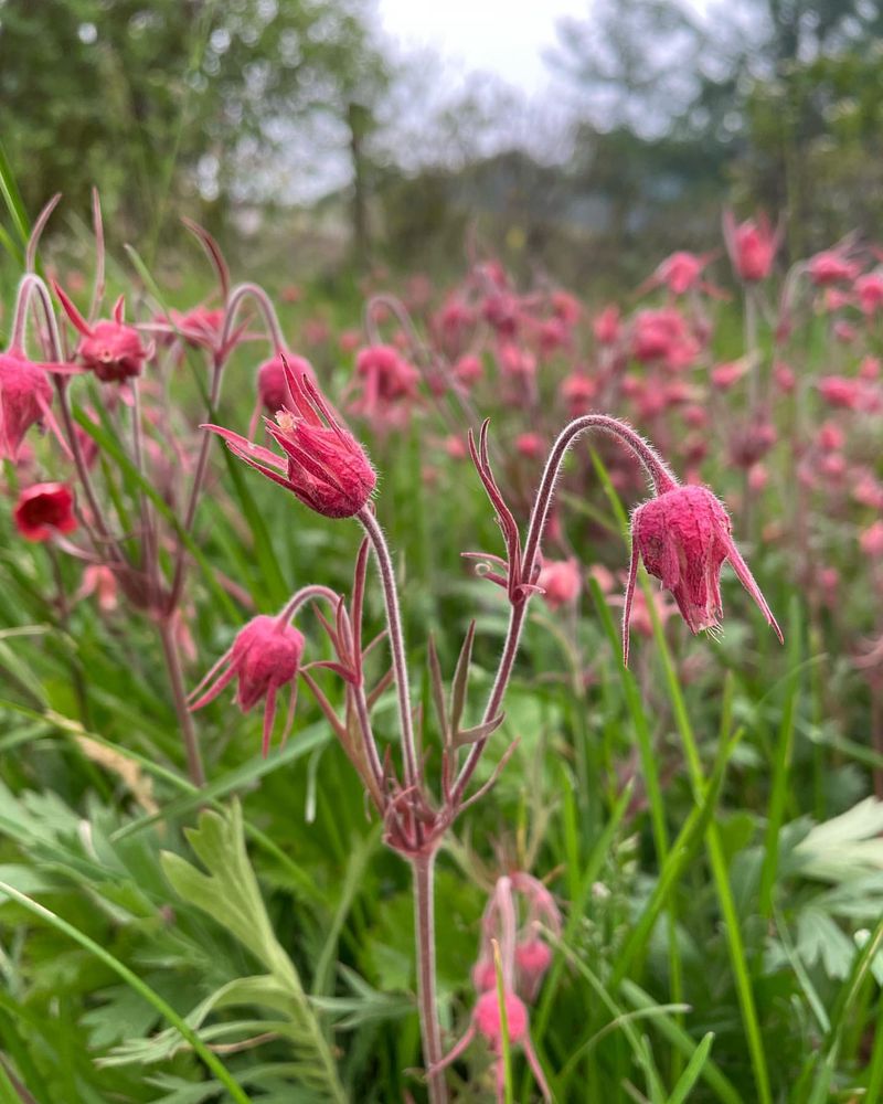 Prairie Smoke (Geum triflorum)