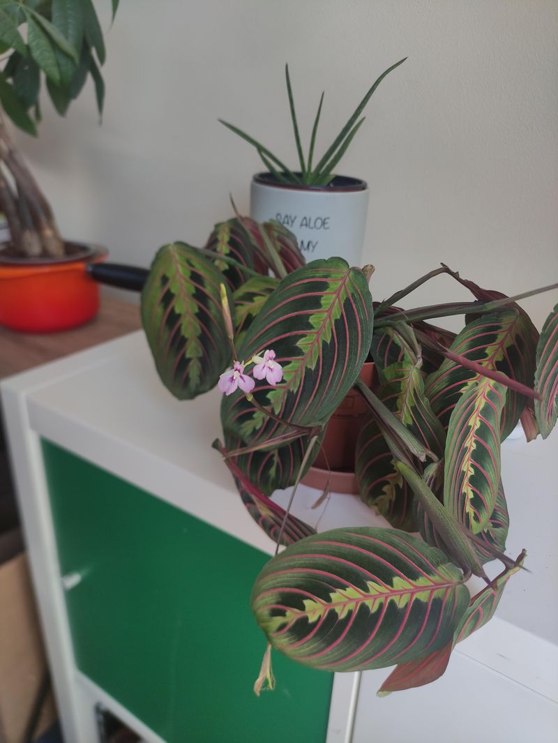 Prayer Plant