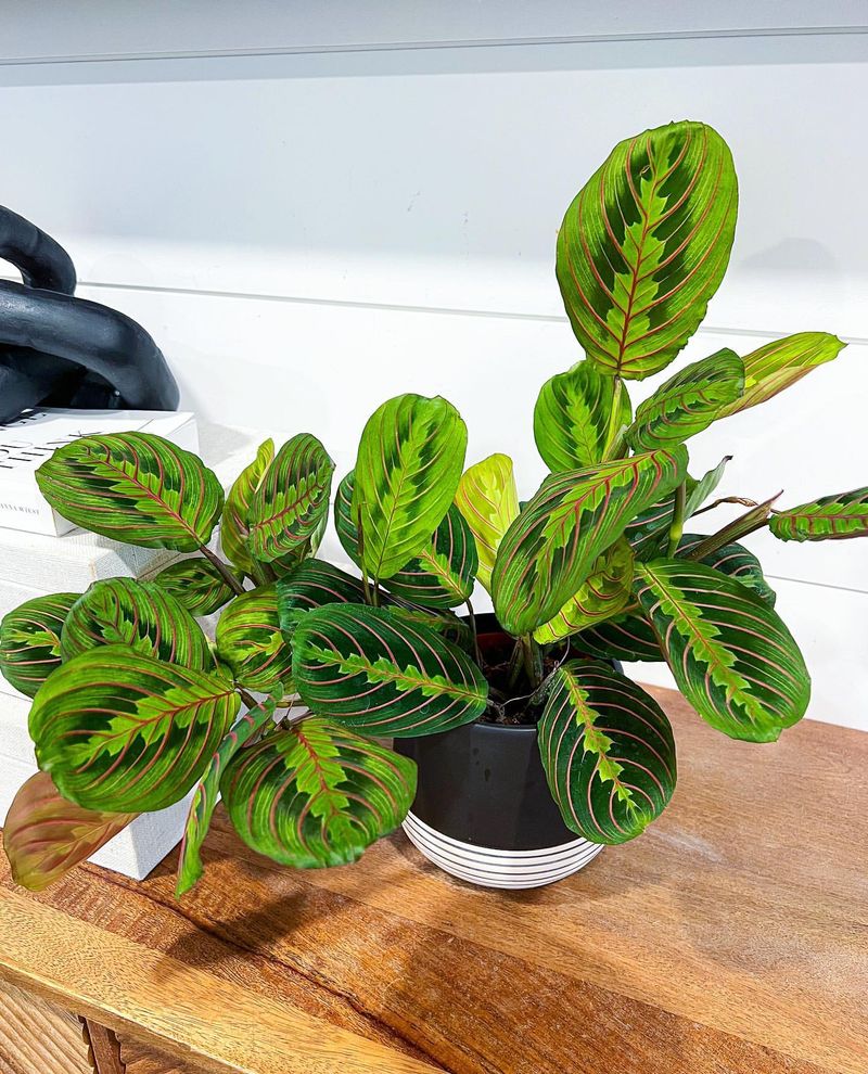 Prayer Plant (Maranta leuconeura)