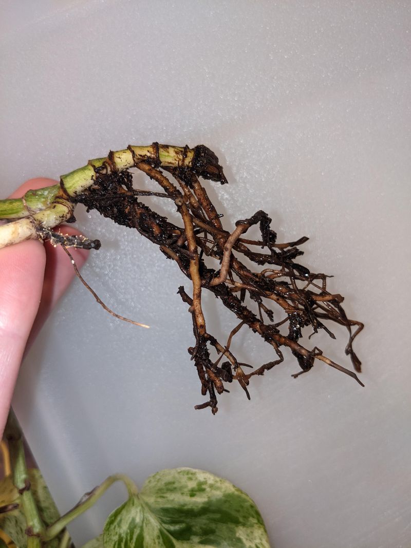 Prevent Root Rot