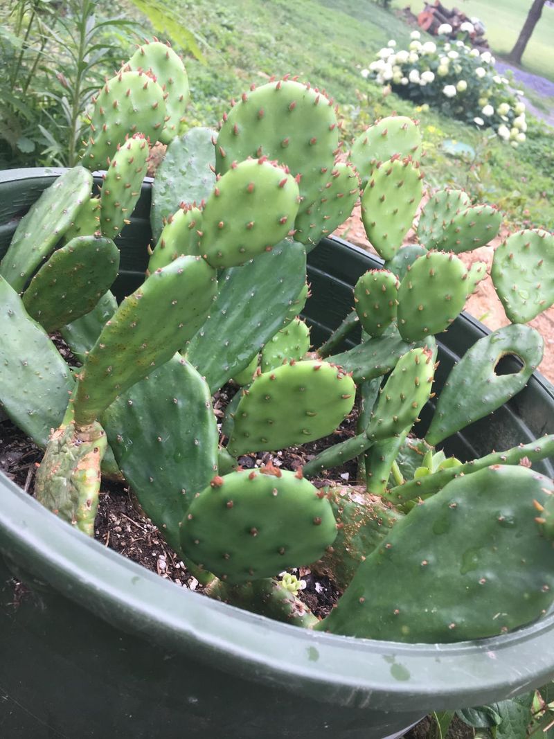 Prickly Pear Cactus