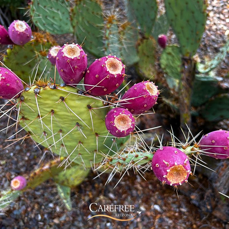 Prickly Pear