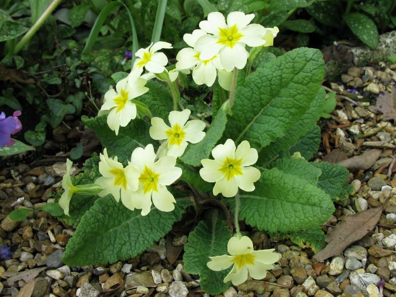 Primrose