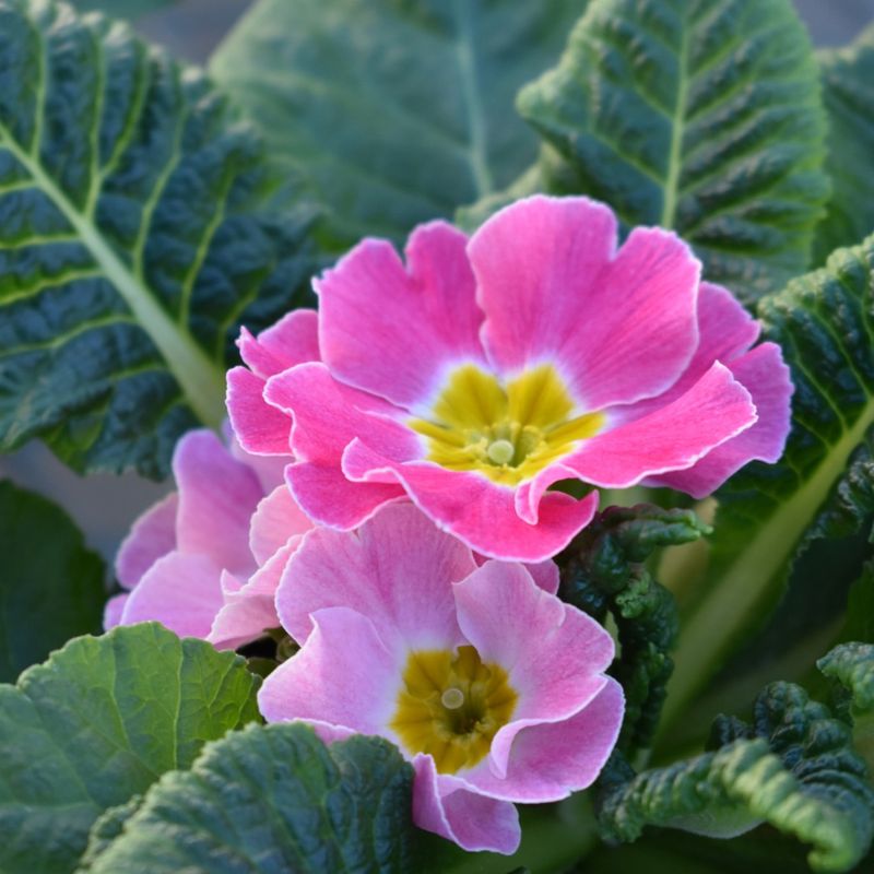 Primrose