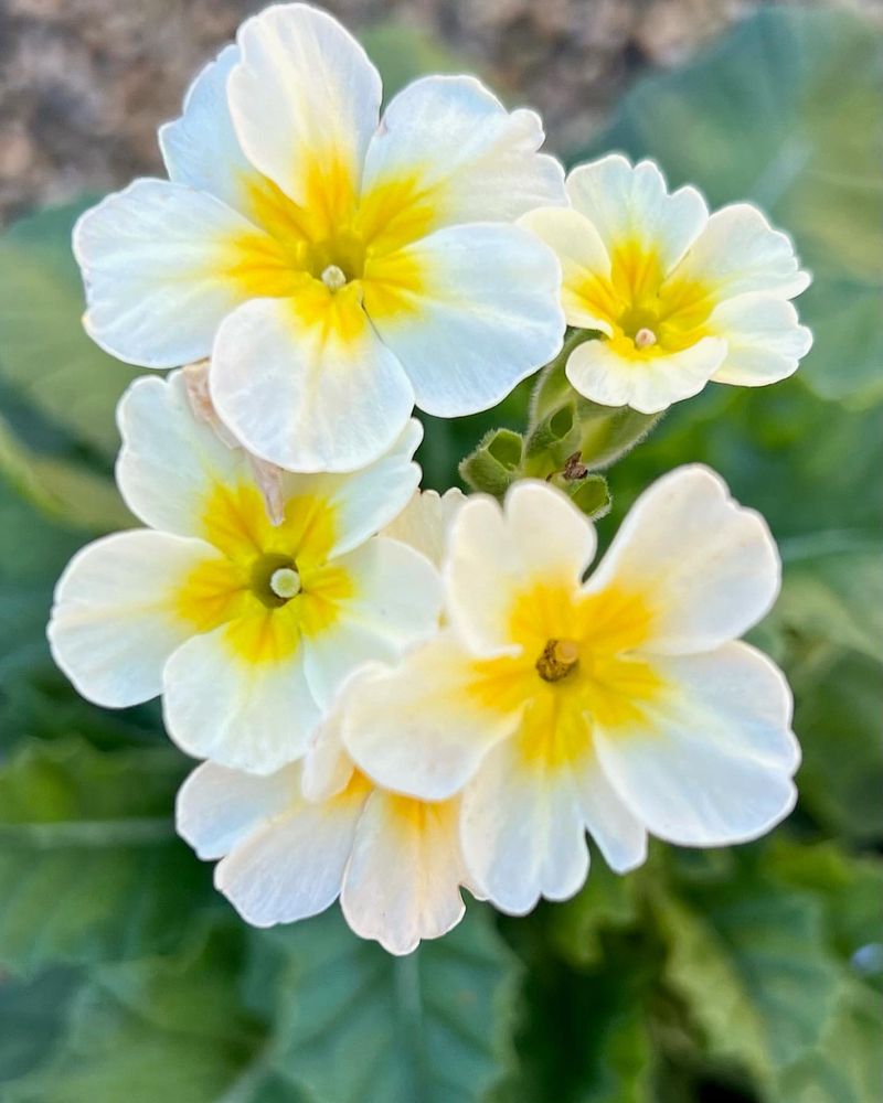 Primroses