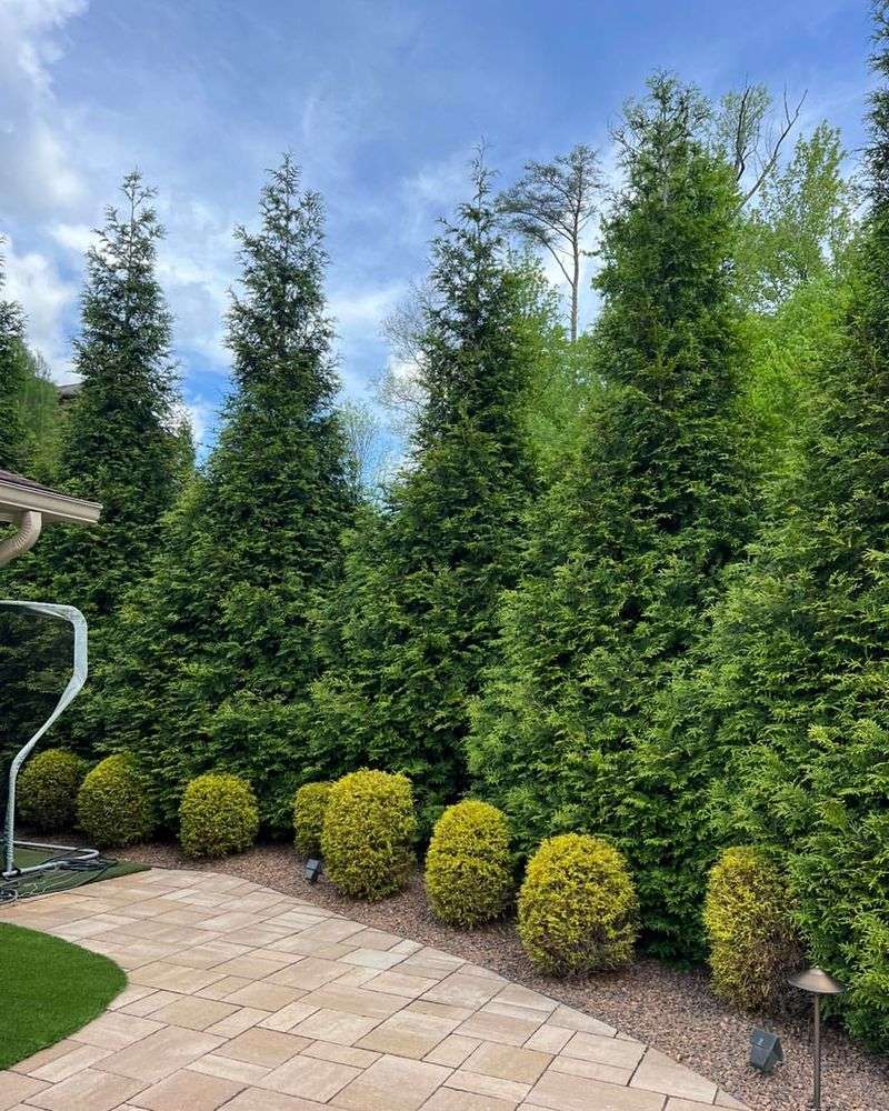 Privacy Trees