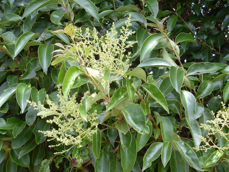 Privet