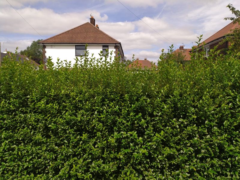 Privet Hedge