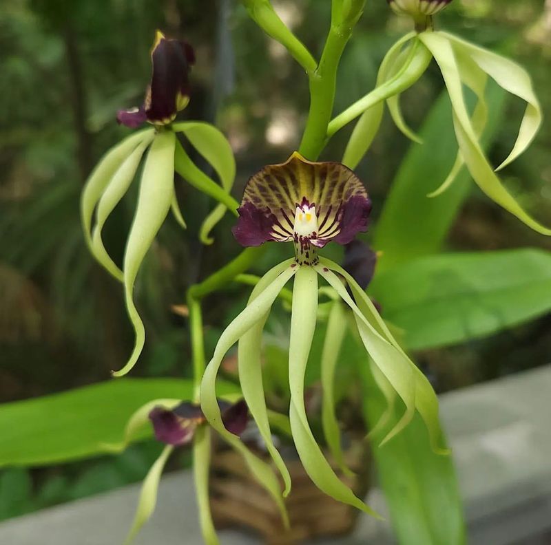 Prosthechea Orchid