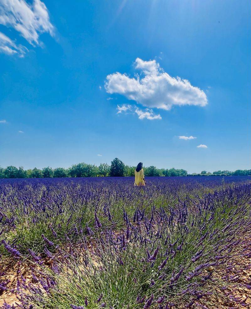 Provence Lavender