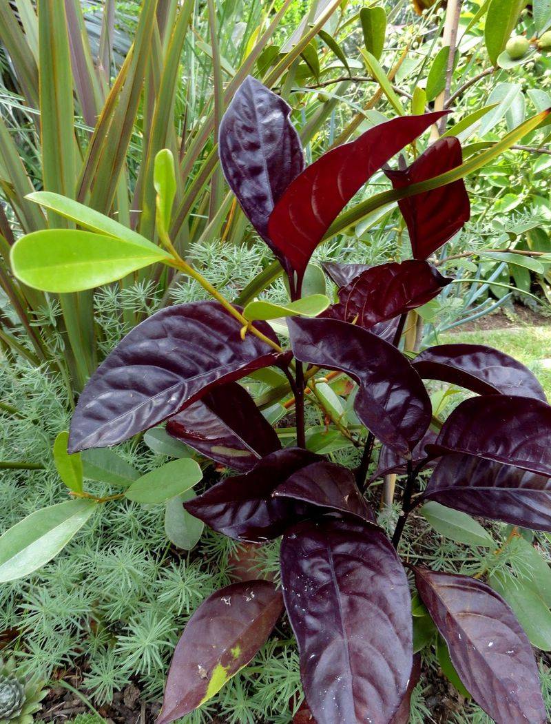 Pseuderanthemum (Black Varnish)